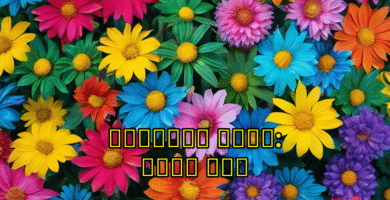 אוכל-ל-כל-הכוכב: ארוזת-של-סבח